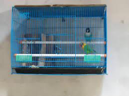 Cara membuat sangkar lovebird dengan kayu atau kawat, kandang lovebird murah kapsul lovebird ternak dari kayu koloni ukuran harga kandang lovebird kandang lovebird bulat membuat sangkar atau kandang lovebird harus didasarkan pada beberapa hal berikut, termasuk, sesuai dengan yang anda butuhkan. Cara Membuat Kandang Ternak Lovebird Yang Baik Peternakan Dan Perkebunan