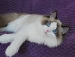 Seal Point Ragdoll Cats: Mitted, Colorpoint, Bicolor, Lynx ...