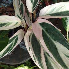 Variegated ice plant love being close to bright, sunny windows 😎. Never Never Plant Ctenanthe Oppenheimiana Lazada Ph