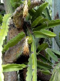 Sunlight and watering needs will vary, however. Danger Garden Jungle Cactus My Latest Obsession