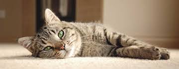 Aspca pet insurance's score is calculated based on overall customer ratings, brand name recognition prescription coverage: Compare Healthy Paws Pet Insurance Vs Aspca Healthy Paws