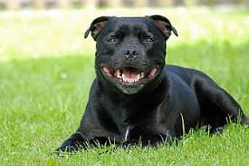 Rat terrier information including personality, history, grooming, pictures, videos, and the akc breed standard. Staffordshire Bull Terrier Staffy Staffordshire Bull Terrier White Dog White Staffy Staffie White Blue Staffordshire Terrier Dog Show Pikist