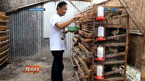 Nak ambil kursus di mana. Nganjuk Bisnis Ternak Puyuh Petelur Dengan Omset 5 Juta Bulan Youtube