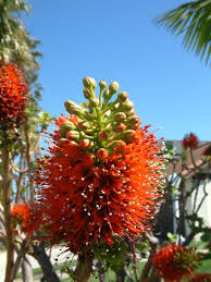 Image result for Greyia sutherlandii