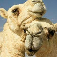 They'd kill you with kisses. friends also told wric stephens had been getting death threats. Camels