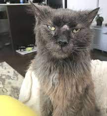 Funny Pictures June 25 2018 Old Cats Cats Funny Cat Photos