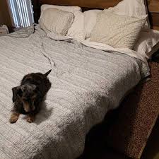 tall three adjustable heights adjustable dog pet ramp etsy pet ramp carpet stores cat steps