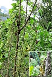 Image result for Psophocarpus scandens