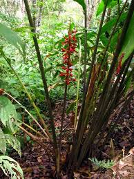 Image result for Renealmia