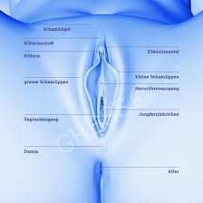 Also ich finde größere schamlippen sehr erotisch und sie fühlen sich auch toll am schaft an. Anatomie Sensualmedics Intimchirurgie