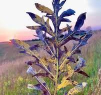 Compass Plant - Grow Native!