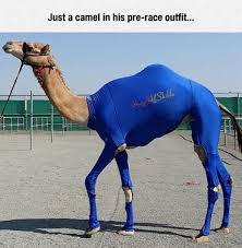 Camel laughs exactly like peter griffin. Camel