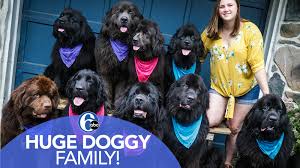 Do you have an empty place in your heart that needs a friend? Meet The Owner Of Nine Newfoundland Dogs 6abc Philadelphia