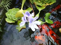 For example, did you know that the language of flower was very used in the victorian era to send secret and silent messages? Who Names Their Fish After Harry Potter Angel Eve