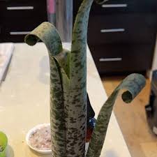 Image result for Clutia timpermaniana