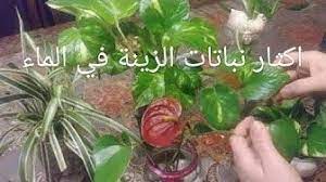 how to plant كيفية زراعة وتجذير النباتات youtube plants