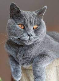 britische kurzhaarkatze katze wesen und eigenschaften britische kurzhaarkatze baby katzen katzen zeug