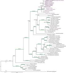Image result for Camptorrhiza strumosa
