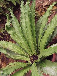Image result for Asplenium
