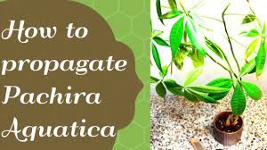 How To Propagate Pachira Aquatica Money Tree Youtube Money Tree Plant Money Trees Pachira Money Tree