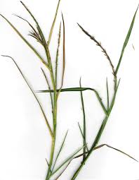 Image result for Hemarthria natans