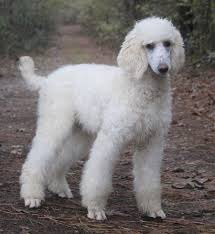Velvet touch kennel, teacup poodle puppies for sale, breeder of teacup poodles, teacup yorkies, toy poodles, tiny teacup puppy in louisiana. Parti Phantom Standard Poodles And Poodle Puppies For Sale Family Affair Standards