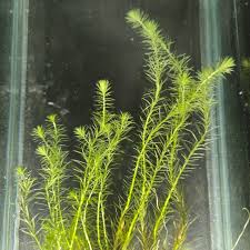 Image result for Mayaca