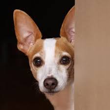 The primary causes of chihuahua deaths listed here apply. Rat Terrier Dog Pictures Lovetoknow