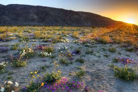 And while that can be a great thing, it also raised fears that borrego. Anza Borrego Super Bloom Is Coming This Spring