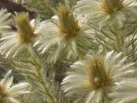 Image result for Hydrostachys polymorpha