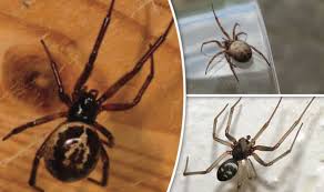 You should be prepared to describe the spider, where and when the bite took place, and what you were doing at the time. How To Spot False Widow Spiders What To Do If The False Widow Spider Bites You Advice Nature News Express Co Uk