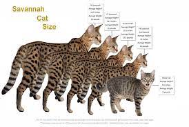 Savannah Cat Size Owners Want Their Savannah Cats To Be Big Savannah Kitten Savannah Cat Savannah Chat