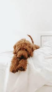 Instructions in a large bowl, melt butter and peanut butter, then mix well. 7 Purple Aesthetic Anime Wallpaper Great Way To Video Cute Funny Amazing Tiktok Anime Goldendoodle Grooming 2021