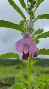 Image result for Sesamum angustifolium