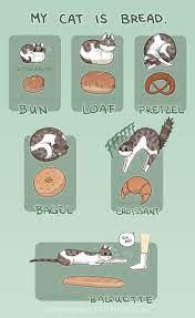 A Guide for Identifying Your Cat Bun : r/Catbun