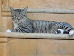 Depending on the investment we have in the dog and the distance we would need to travel to deliver the animal to their new family. The Pet Rescue And Adoption Act