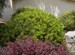 Image result for Pittosporum abyssinicum