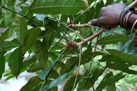 Image result for Khaya anthotheca