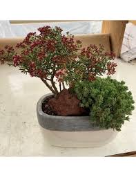 Image result for Crassula sarcocaulis