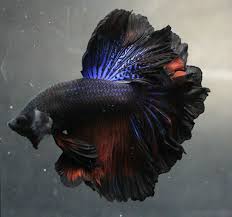 Pin By Bianca On Fish In 2020 Betta Fish Types Betta Fish Aquarium Fish For Sale