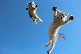 It S Raining Kittens Hallelujah Jumping Cat Cat Jump Fail Cats