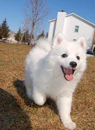 American Eskimodog Dogbreed Information Popular Pictures Spitz Puppy Japanese Spitz Japanese Spitz Puppy