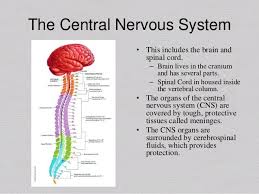 Central Nervous System Cns Part Of Nevous System Of The Brian And Spinal Cord Central Nervous System Nervous System Nervous