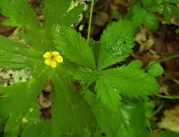 Image result for Potentilla simplex