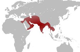 Check spelling or type a new query. Execution By Elephant Wikipedia