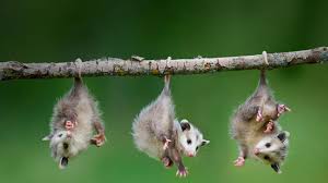 11 Trees Sprouting Animals Baby Opossum Cute Animals Baby Possum