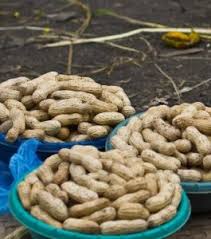 Image result for Macrotyloma