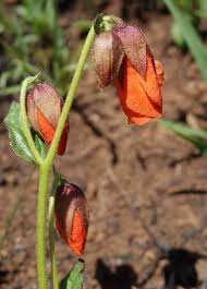 Image result for Hermannia kirkii