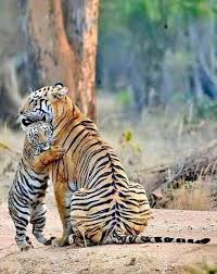 Pin By Chloe Rumpca On Nagymacskak Animals Animals Beautiful Animals Wild