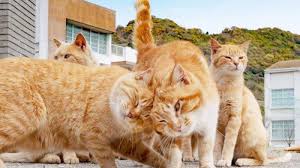 Bicara mengenai arti mimpi hamil 8 bulan adalah hal yang cukup menarik, terlebih untuk anda yang memang sedang mencari arti mimpi hamil 8 bulan. Cara Mencegah Kucing Di Rumah Sering Hamil Agar Tidak Pusing Tribun Timur